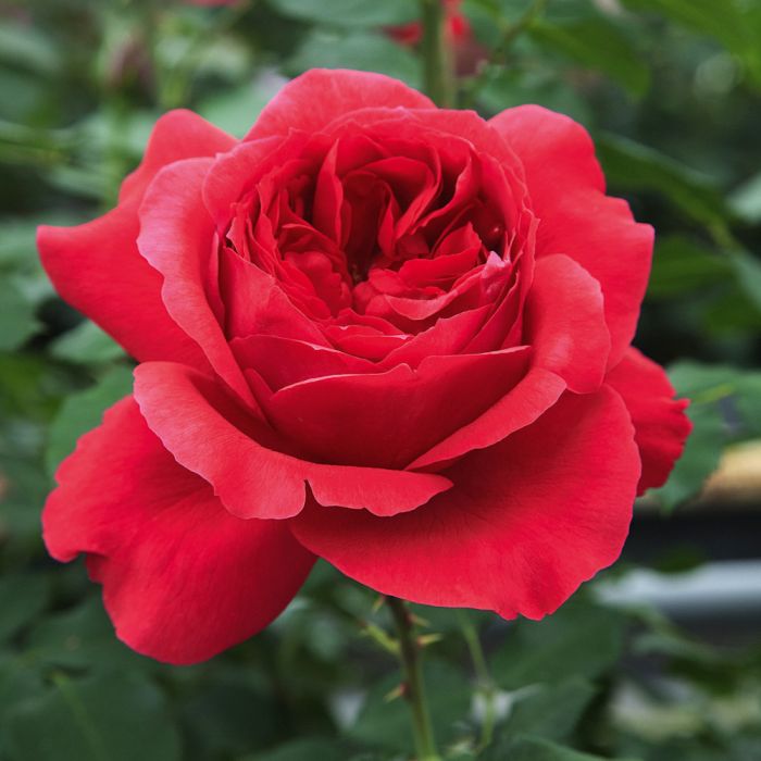 RUBAN ROUGE® / ELBJUWEL® Meiprehmyr